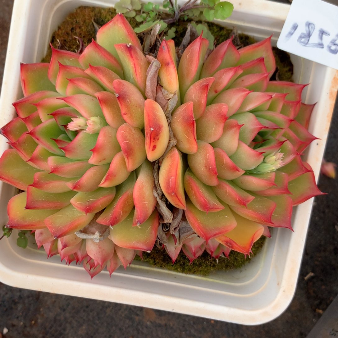 1856杂交多肉老桩