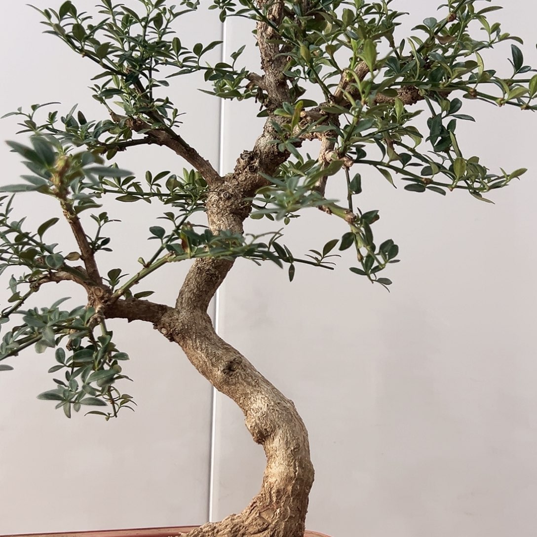 李***！无花朵迎春盆景福利品推荐