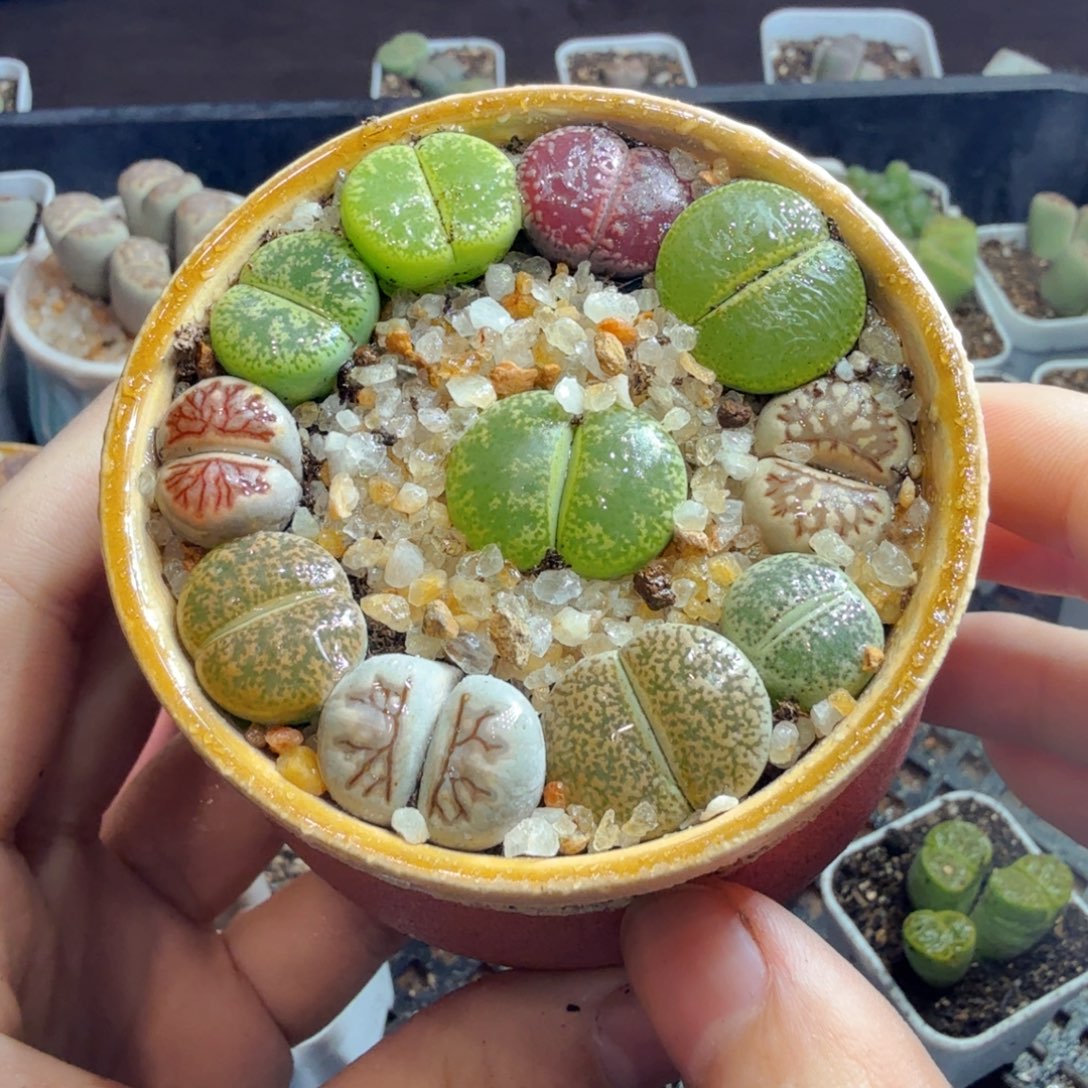 多肉植物的生长发育和686