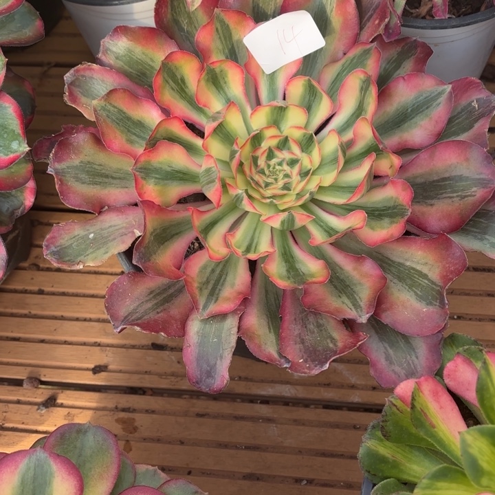 云南爱丽丝好看14号