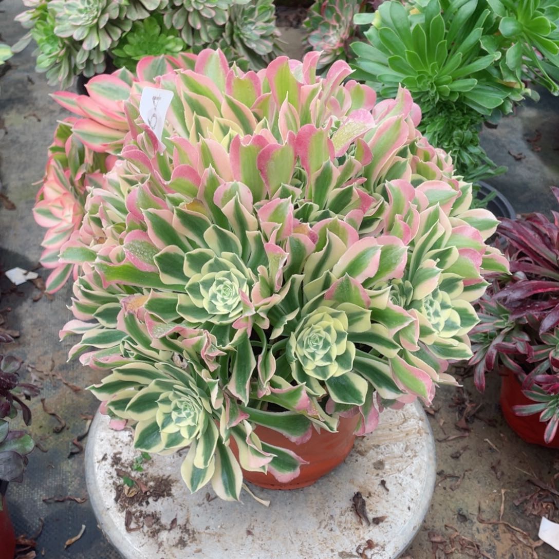 多肉植物白凤564