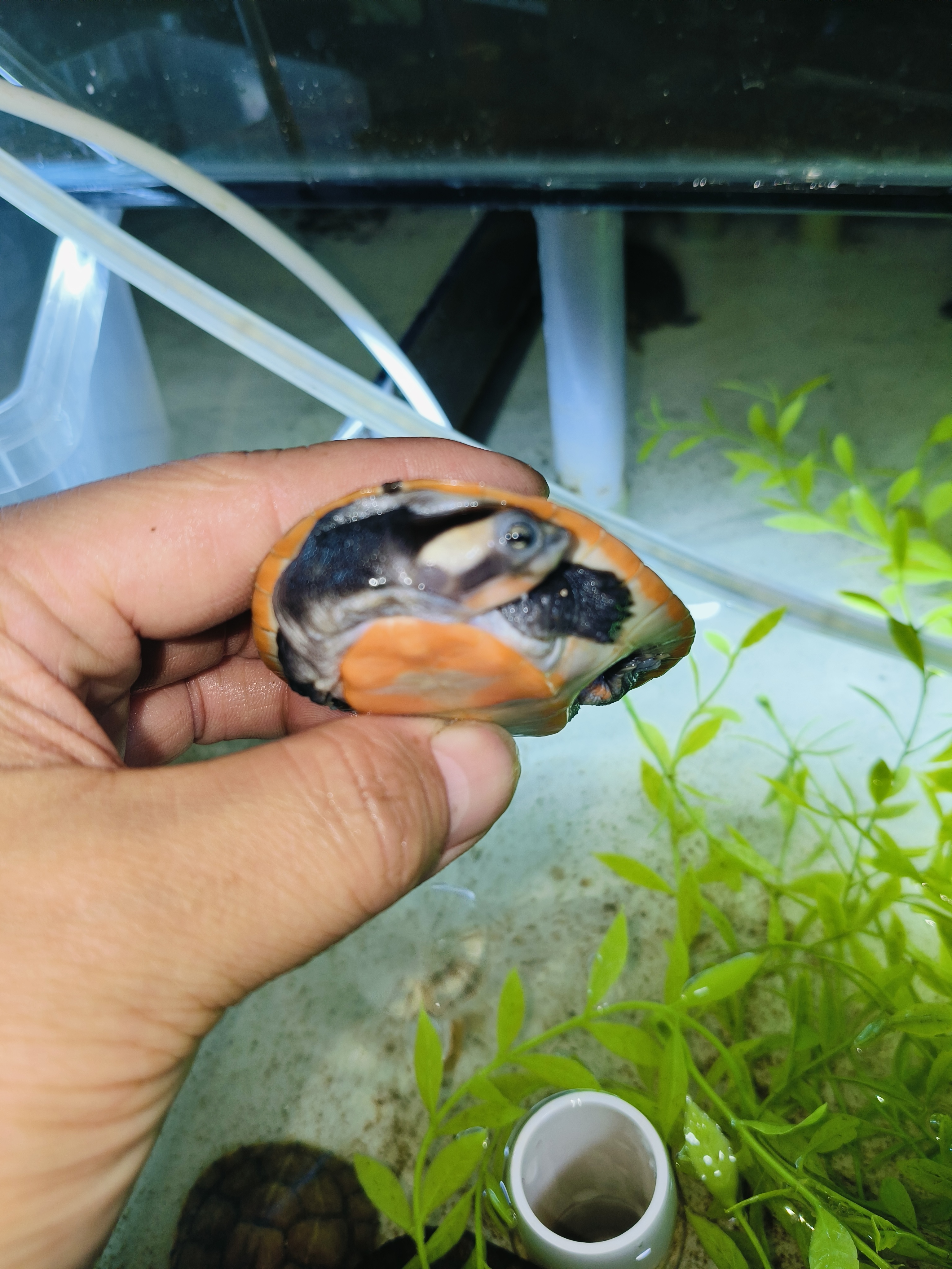 【直播间挑选】一物一拍，北方地区养稳定尺寸，