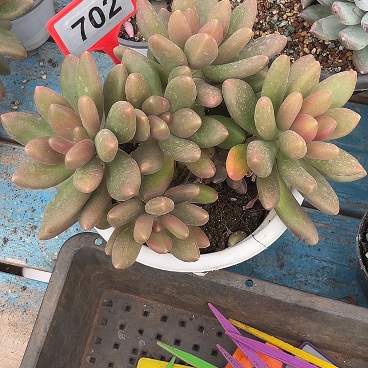 幸***心多肉植物芒果奶702