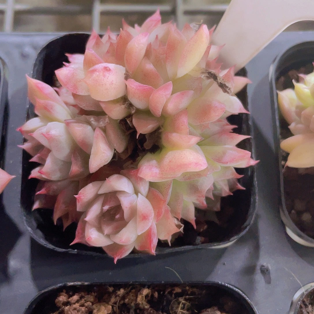 桃熏a083一物一拍