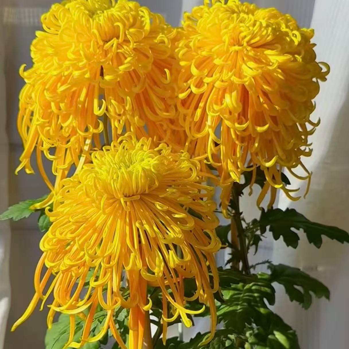 【太湖灵光】大花型  菊花盆栽菊花苗 开花大菊花带花苞好养