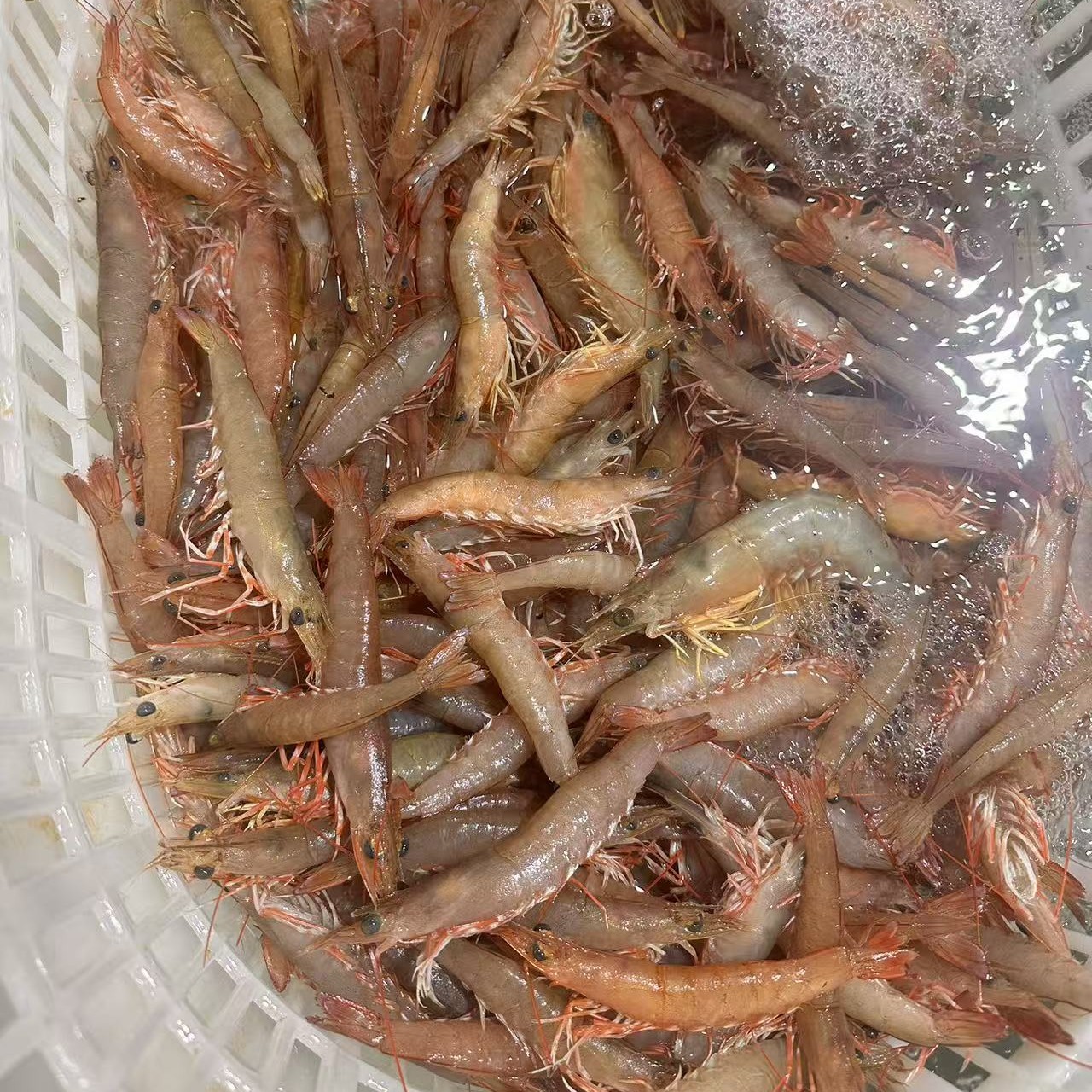 （活冻）野生红须麻虾 沙卢虾