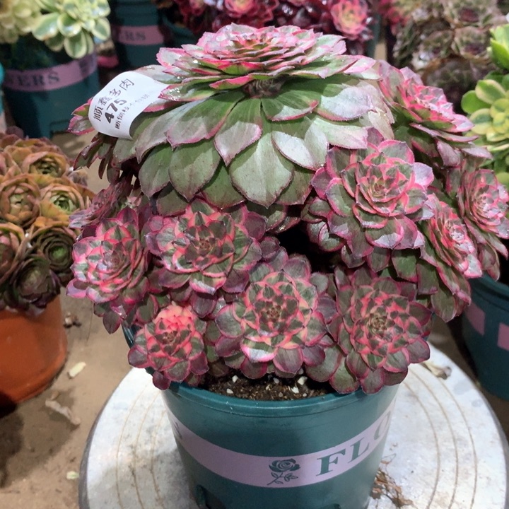 475莲花座多肉植物