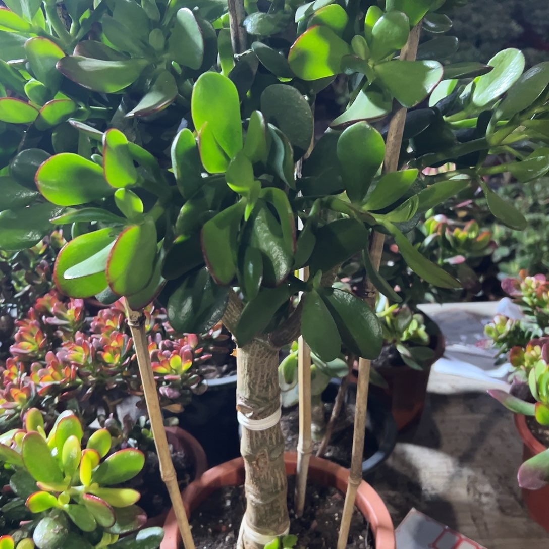 ꧁***꧂稀有红边大青叶玉树带土球发货5818