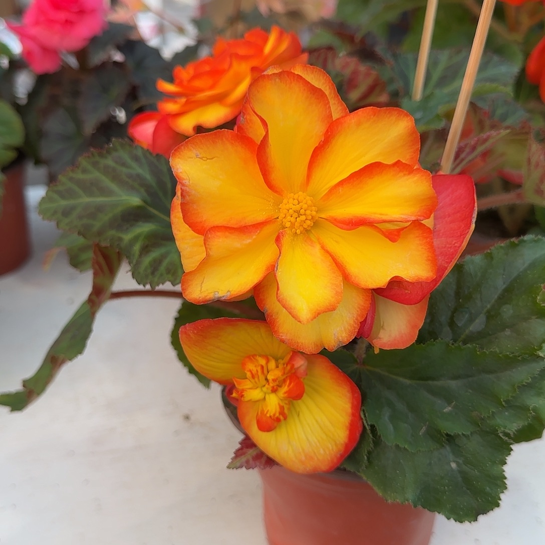 火焰夫妻 球根海棠