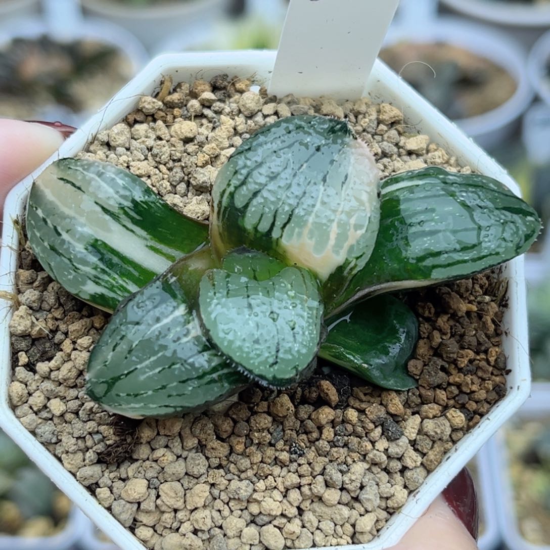 26史扑锦福利专场