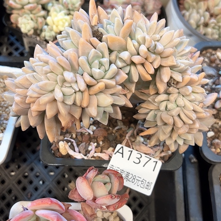 幸运的是我的朋友们