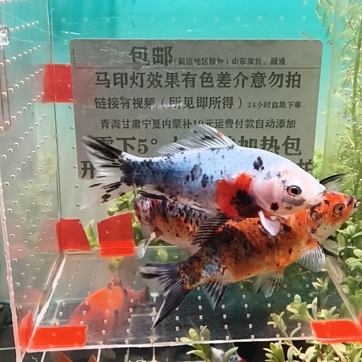 海水鱼77好点的时候可以