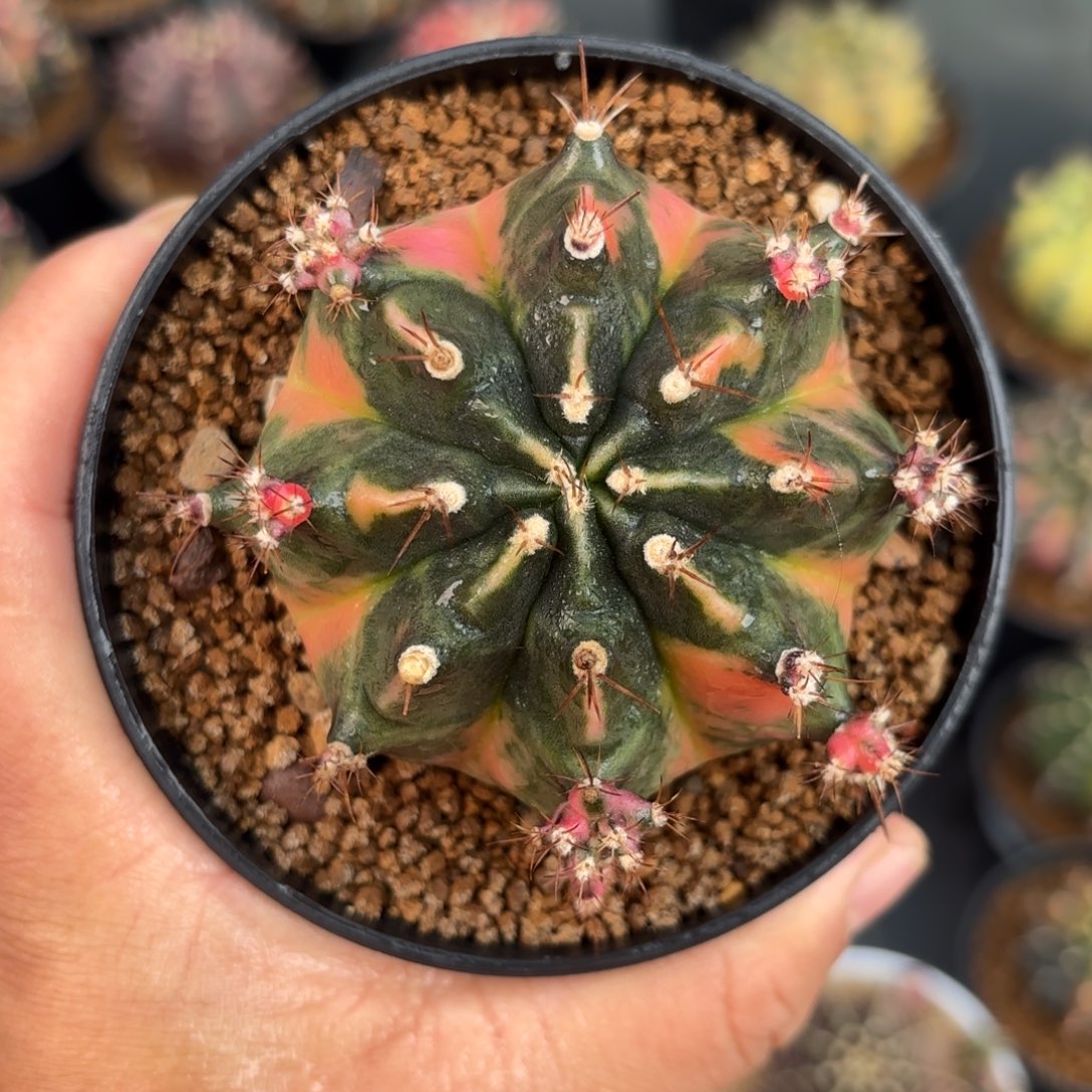 泰系米哈仙人球7号