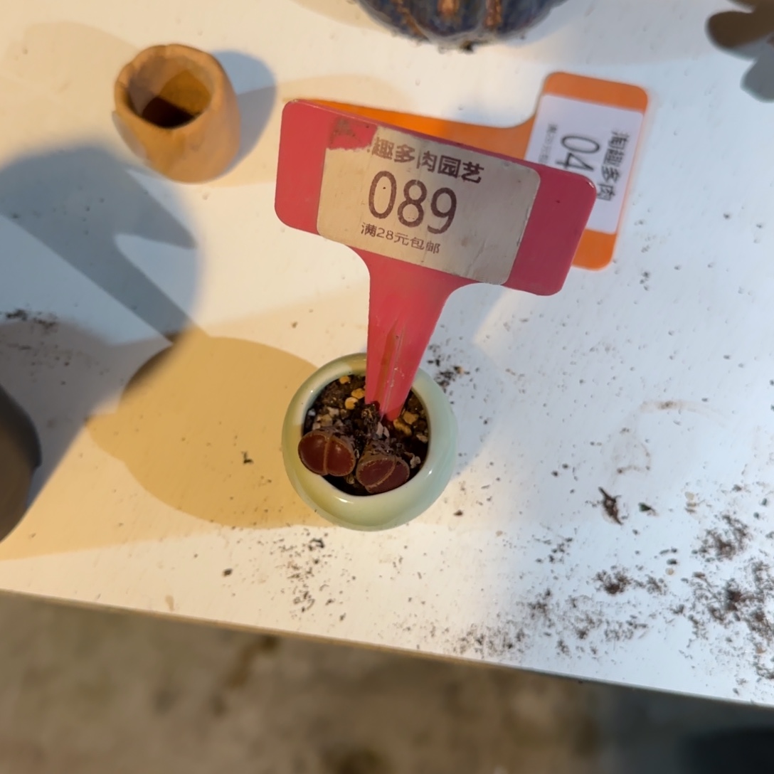 双***座多肉植物生石花双头双