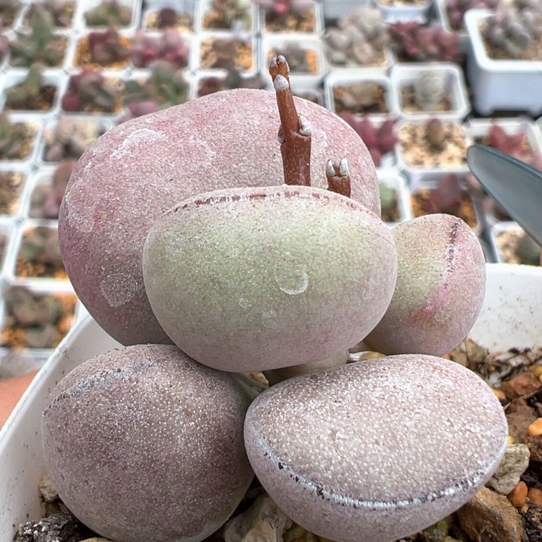 球球紫蛋多肉植物水泡