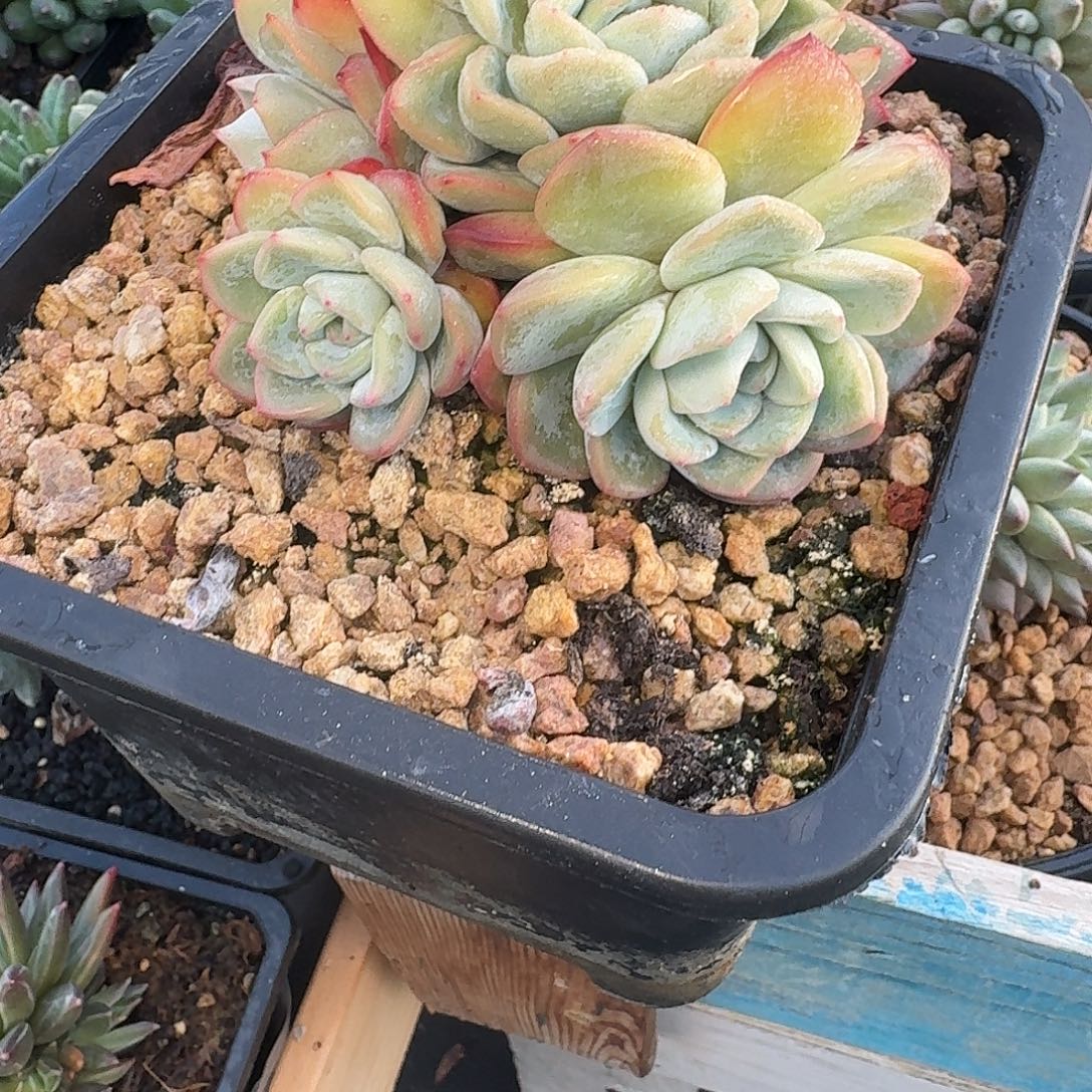 *****泡芙多肉植物群生