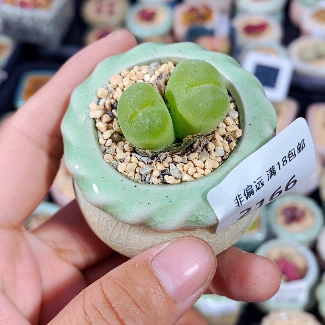 2166--一物一拍 带盆