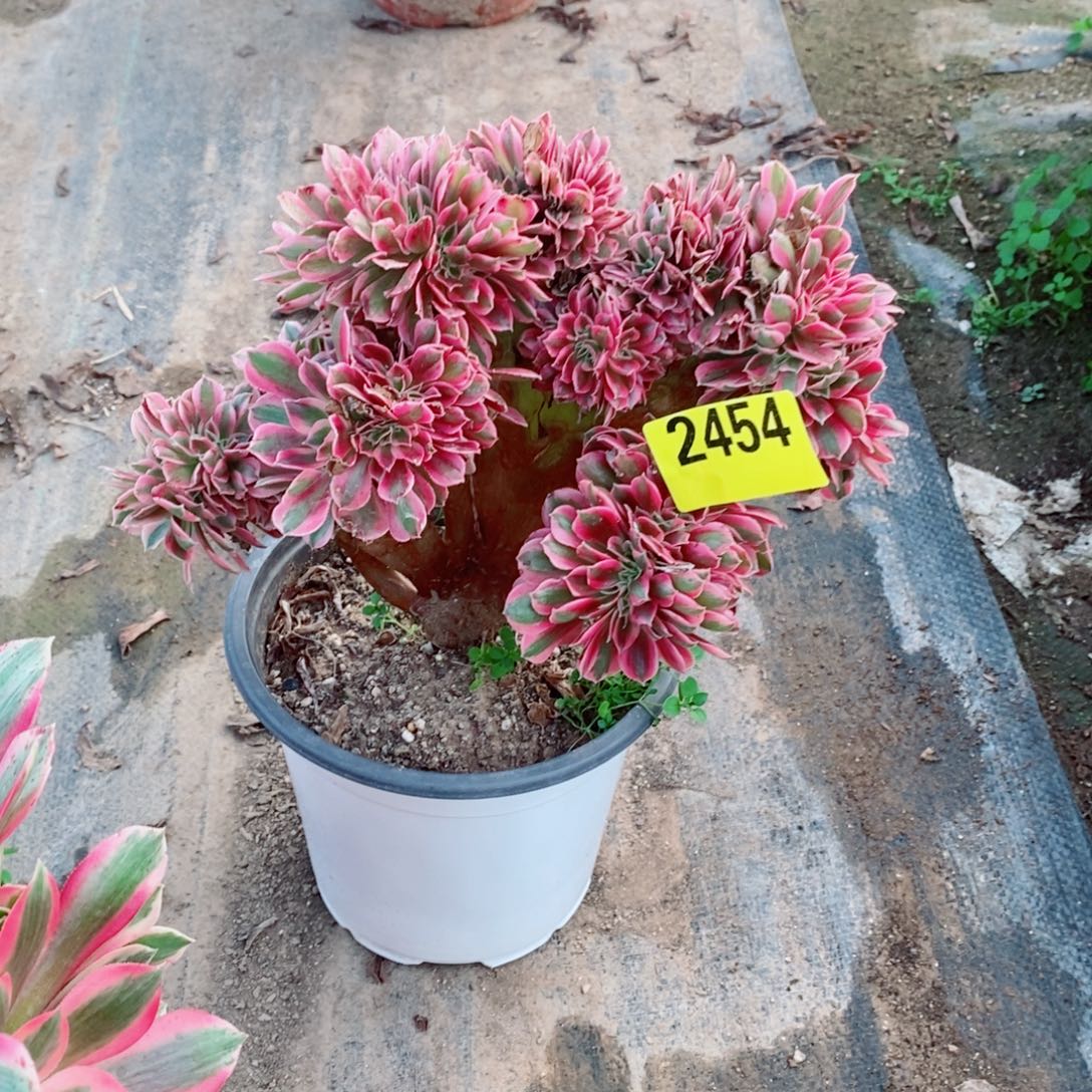 粉女巫缀多肉法师2454