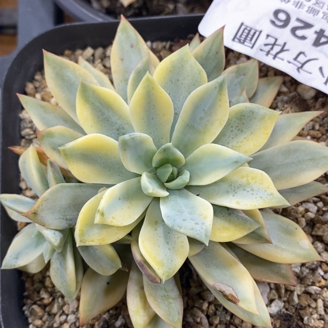 426黄金太阳锦双头