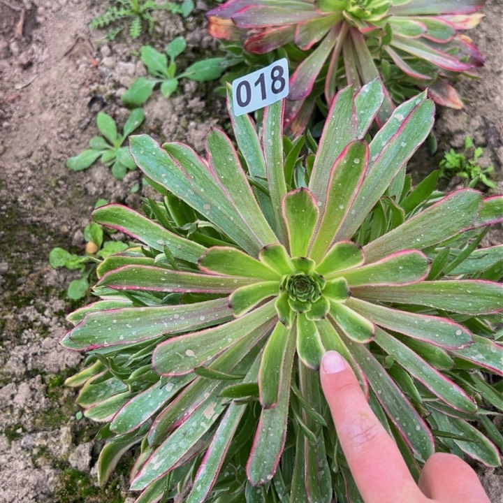 018多肉植物盆栽