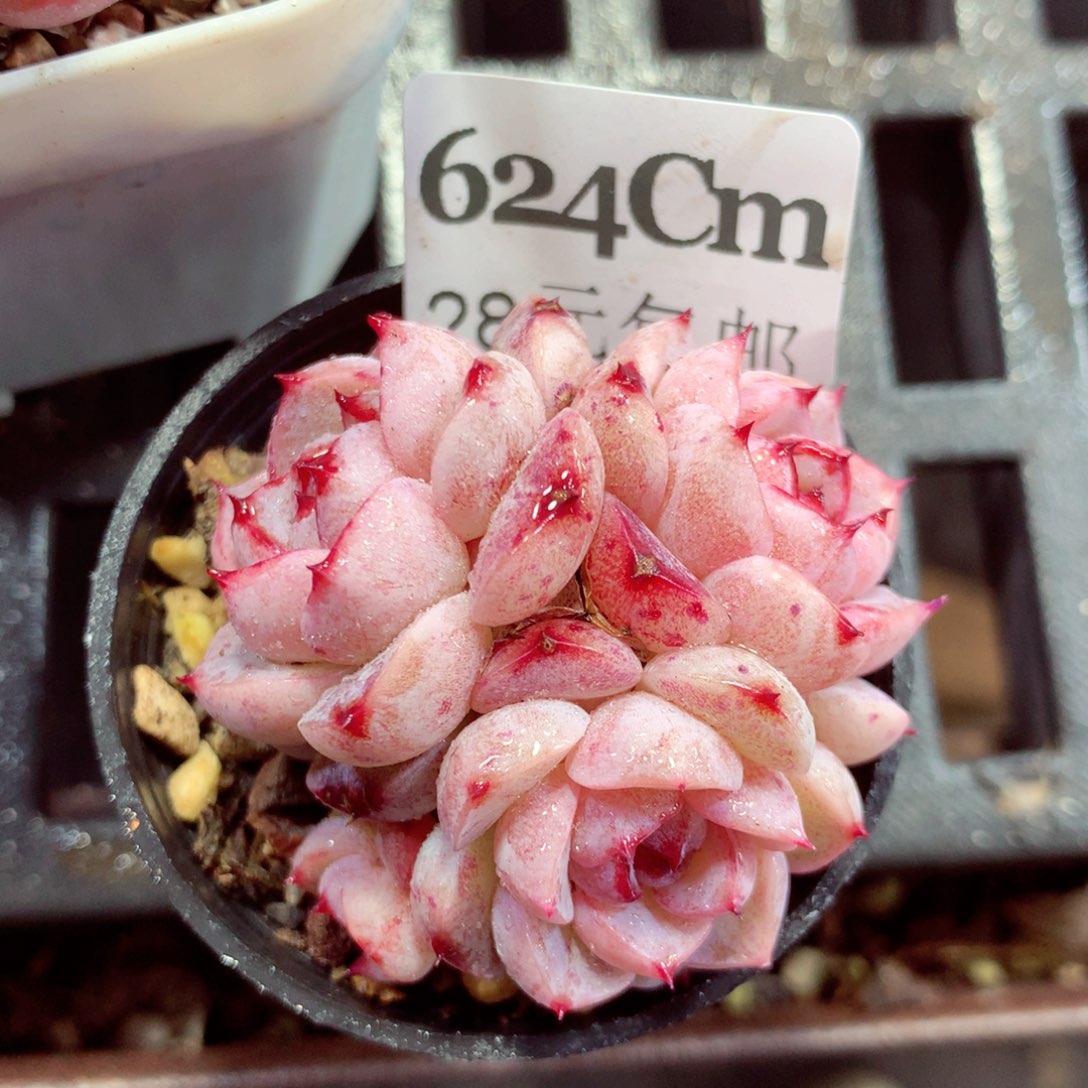 5厘米盆精控多肉624