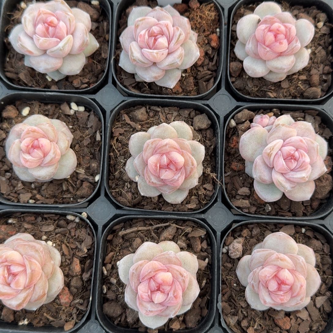 1126-056-果汁软糖一颗量拍