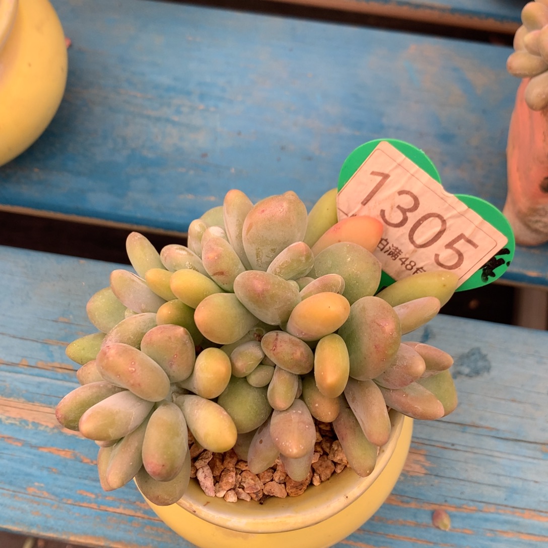 kk美人无砍平头1305