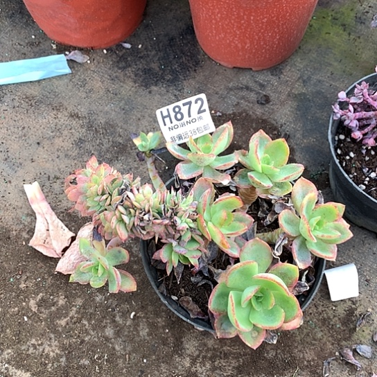 水墨仙子缀化872 亏本处理退款拉黑7-8天发货