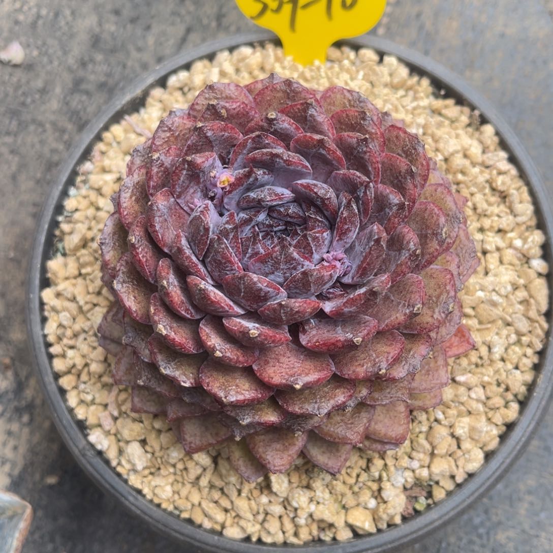 309-10紫钻………..