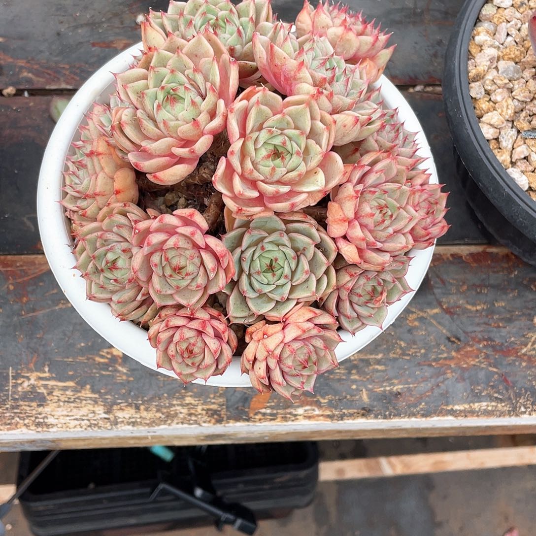 梁***T多肉植物一物一拍