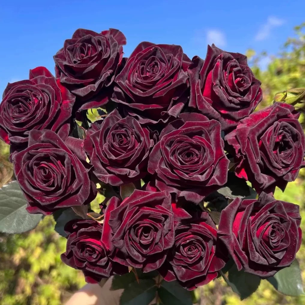 【精品玫瑰花】耐寒玫瑰花苗四季开大花浓香阳台庭院花卉不分品种