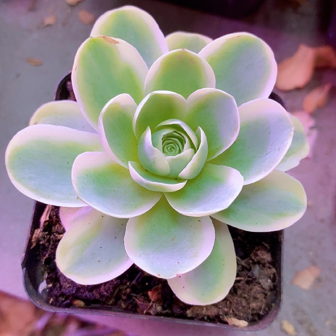 春晓单头一物一拍005