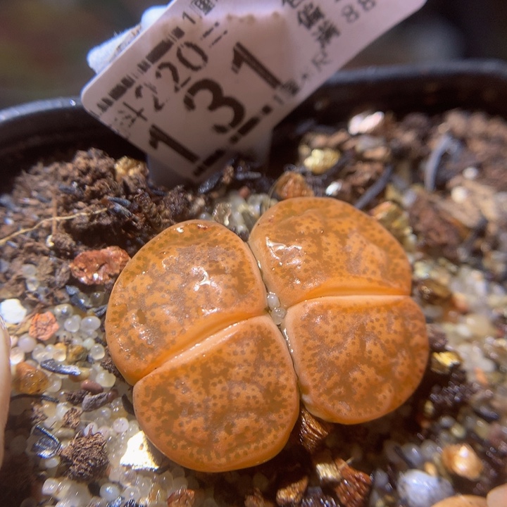 精品生石花220.131