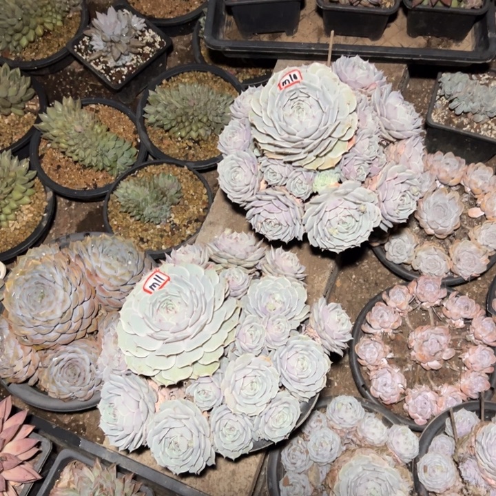 奥***蓬精品多肉植物老桩