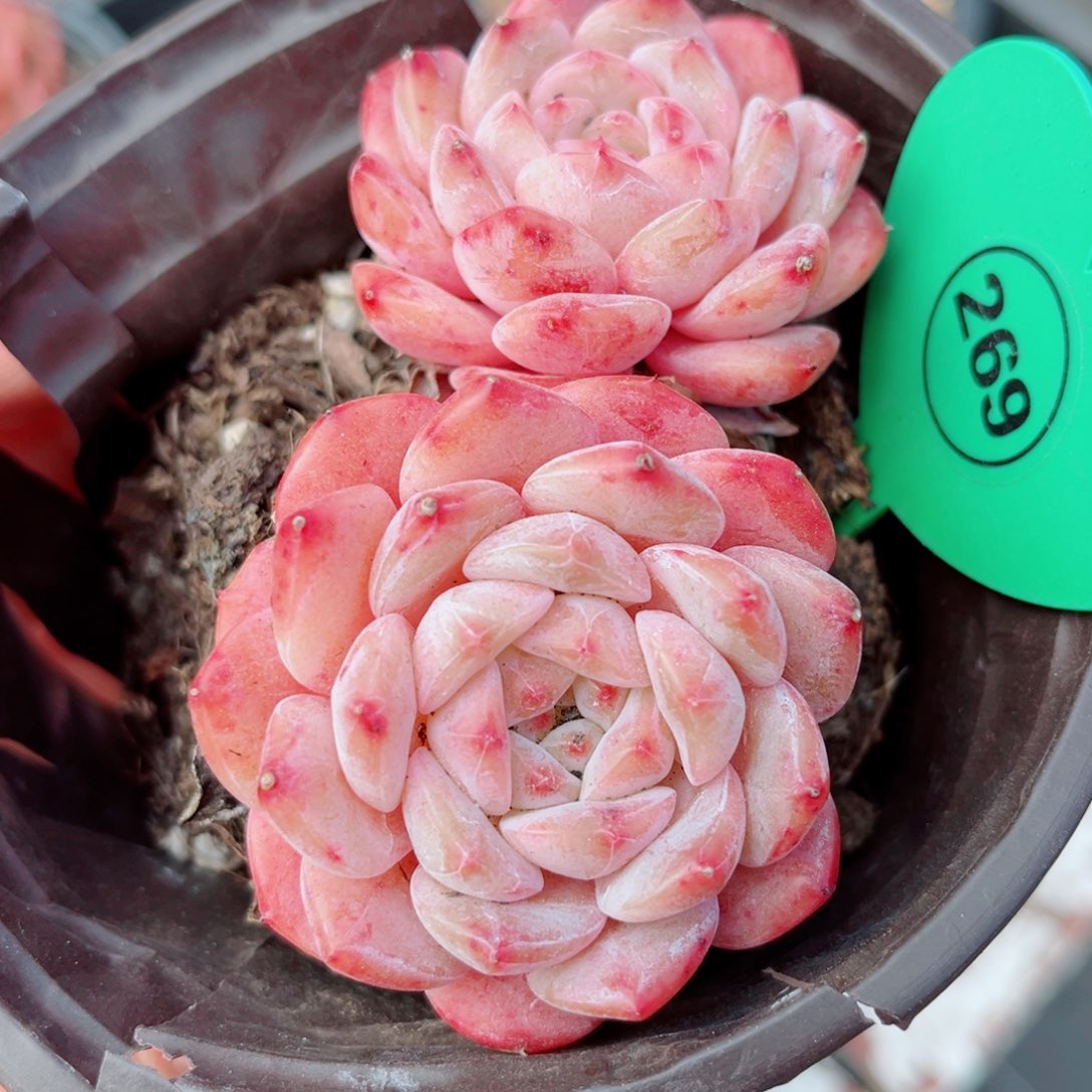 269号小老桩糖钻双头