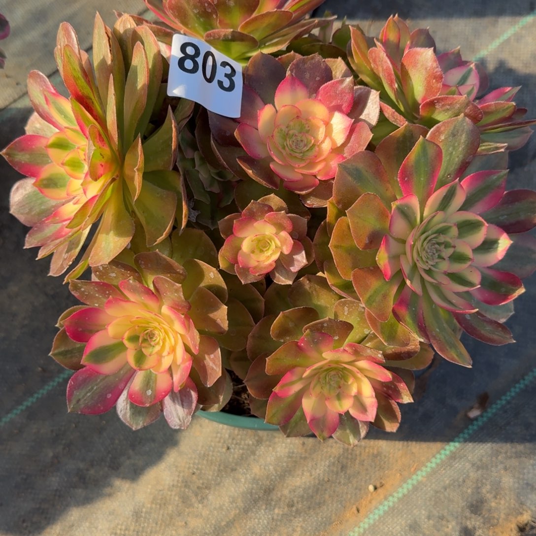 803荔枝多肉植物福利