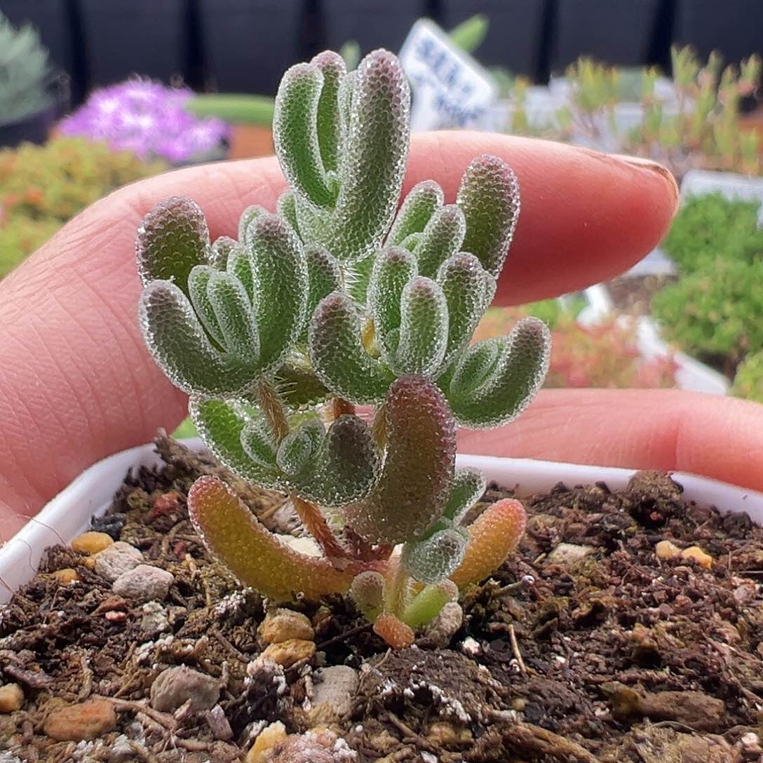 7号实生闪闪12.26多肉