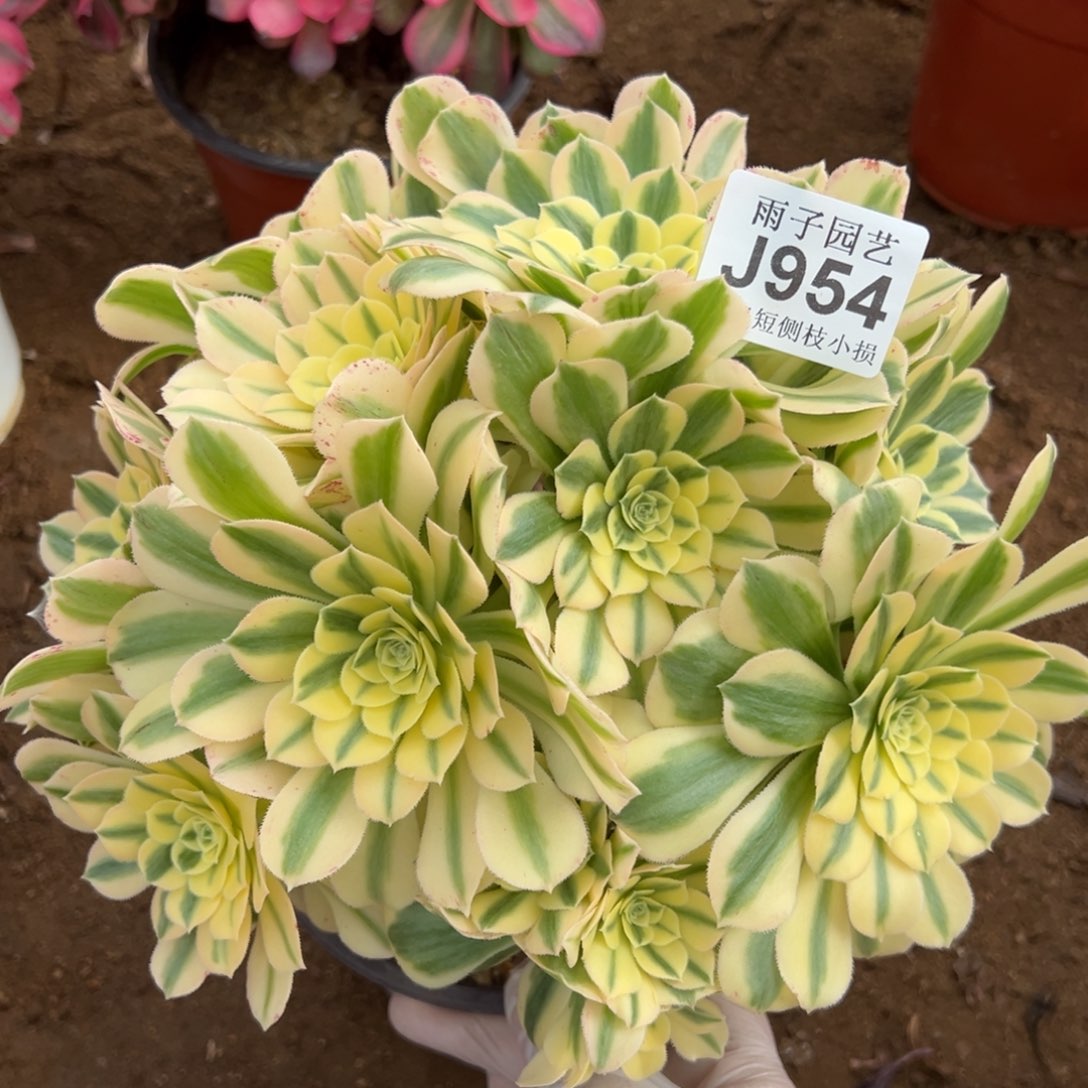 954迈巴赫尺寸25左右