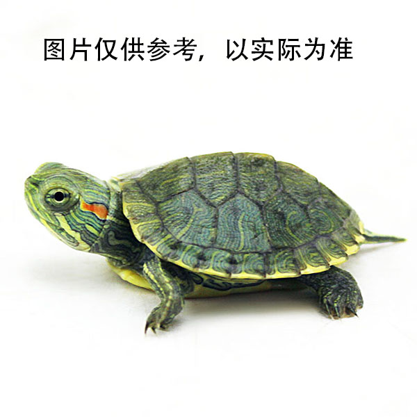 （直播专用链接)变异巴西龟