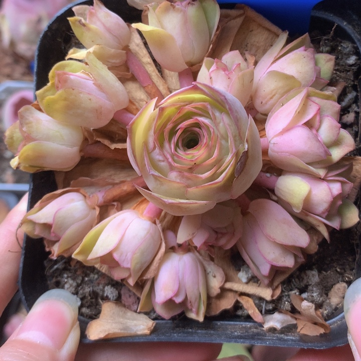 一物一拍星辰福利204