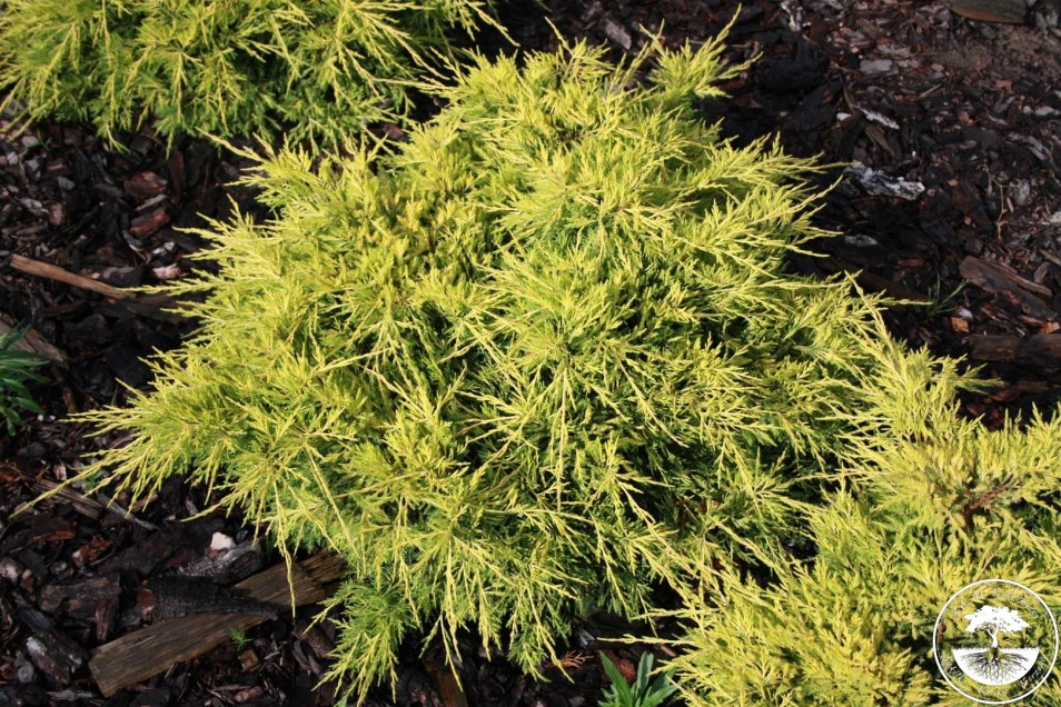 【赛布鲁克黄金-鹿角桧 】金色渐变飘枝造型 家庭阳台庭院绿植花镜