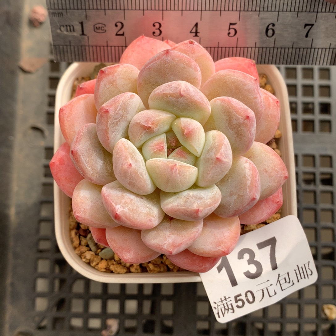 137。厚梦糖心。冰玉杂。
