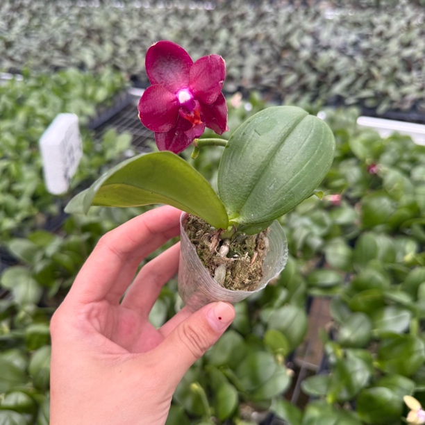 9号兰业【瑞纳斯】原生带香超蜡质 3.0加高 叶损苗 弱根