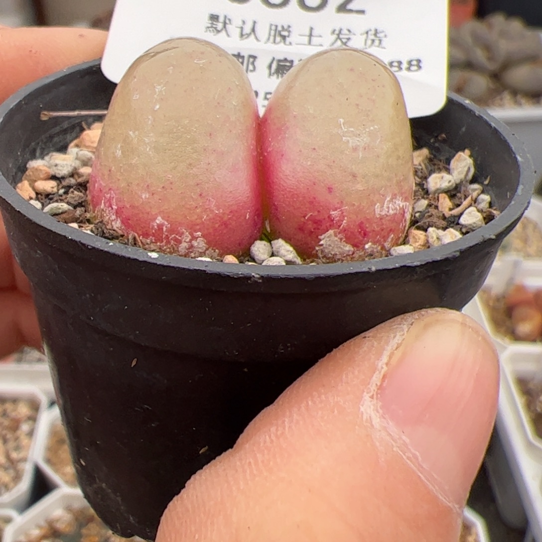 0662号 灯泡多肉植物