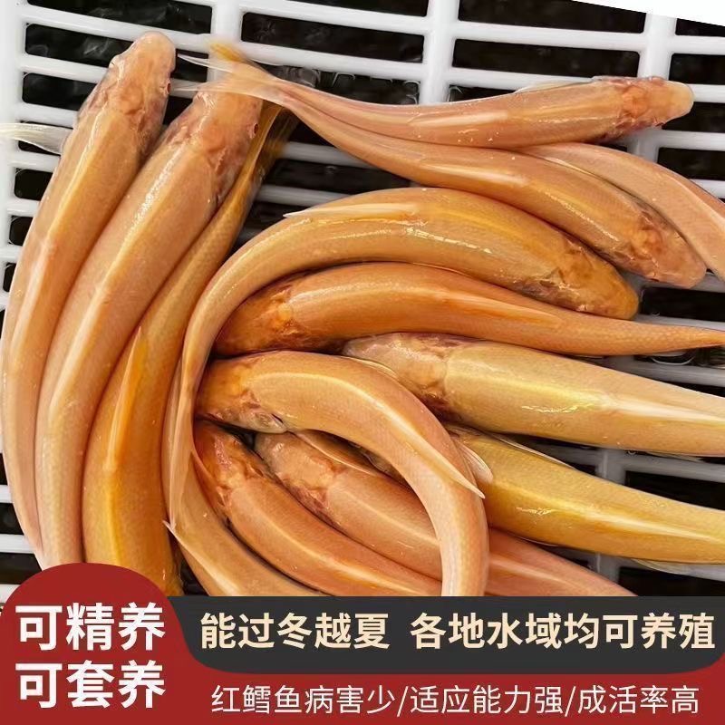 红眼银鳕鱼白子龙淡水养殖大鳞鲃冷水活体鱼苗耐活好养可做观赏鱼
