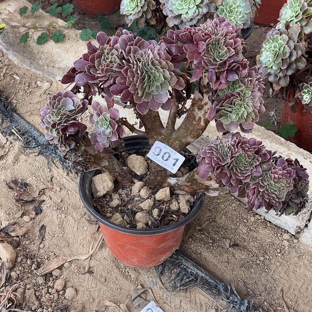 芳***欧綴的901不把断枝