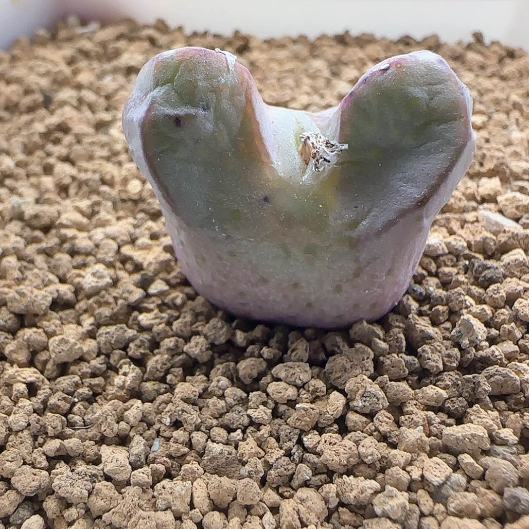 春传杂交巨大33266