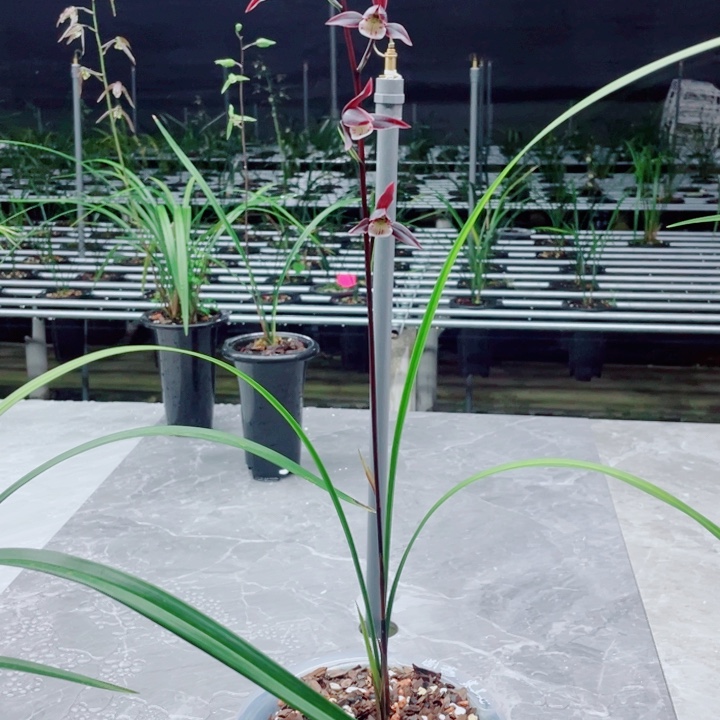 梦***游完全开放寒兰紫燕