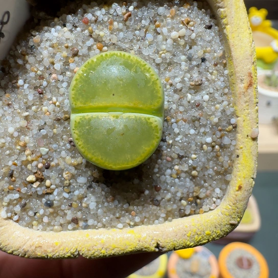 红陶蘑菇453绿帽