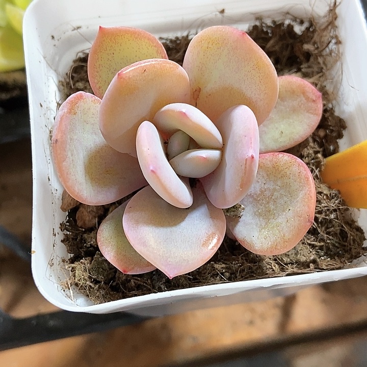 多肉植物奶茶563